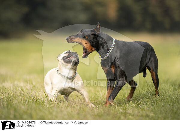 spielende Hunde / playing dogs / VJ-04676