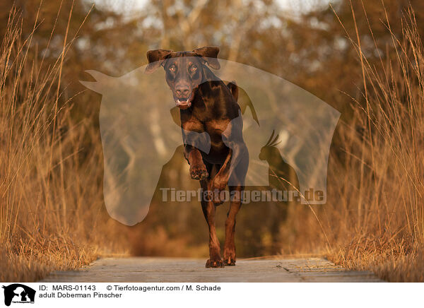 ausgewachsener Dobermann / adult Doberman Pinscher / MARS-01143