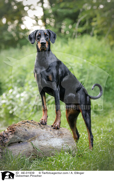 Dobermann / Doberman Pinscher / AE-01939