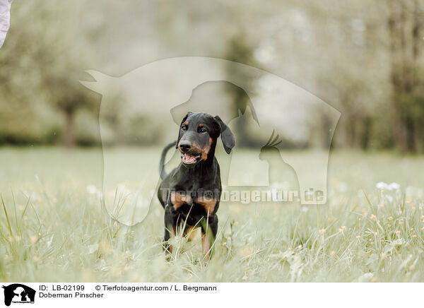 Dobermann / Doberman Pinscher / LB-02199