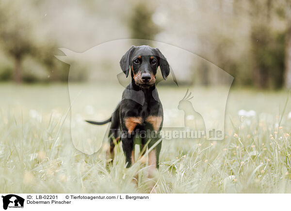 Dobermann / Doberman Pinscher / LB-02201
