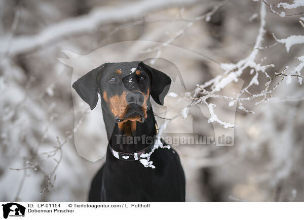 Dobermann / Doberman Pinscher / LP-01154