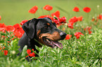 Doberman Pinscher in poppy field