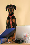 Doberman Pinscher as Business Dog