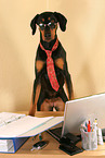 Doberman Pinscher as Business Dog