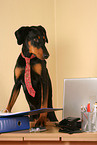Doberman Pinscher as Business Dog