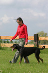 Doberman Pinscher trains heel