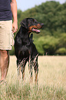 standing Doberman Pinscher