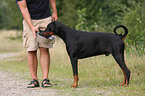 standing Doberman Pinscher