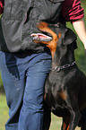 Doberman Pinscher