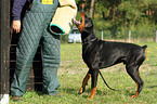 Doberman Pinscher