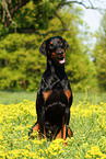 sitting Doberman pinscher