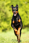 running Doberman Pinscher
