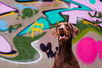 Doberman Pinscher Portrait