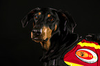 Doberman Pinscher Portrait