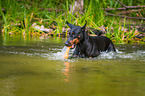 swimming Doberman Pinscher