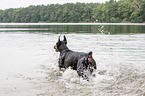 running Doberman Pinscher