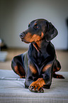 lying Doberman Pinscher