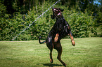 playing Doberman Pinscher
