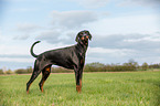 Doberman Pinscher