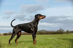 Doberman Pinscher
