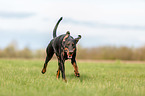 playing Doberman Pinscher