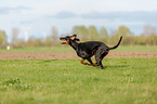 running Doberman Pinscher