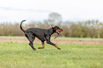 playing Doberman Pinscher