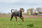 playing Doberman Pinscher