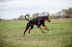 running Doberman Pinscher