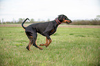 running Doberman Pinscher