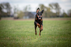 running Doberman Pinscher