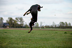 jumping Doberman Pinscher