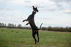 jumping Doberman Pinscher