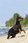running Doberman Pinscher