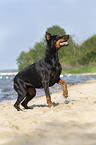 running Doberman Pinscher