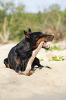 playing Doberman Pinscher
