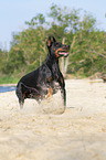 running Doberman Pinscher