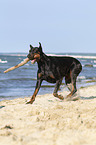 playing Doberman Pinscher