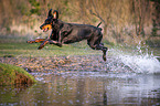jumping Doberman Pinscher