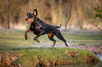 running Doberman Pinscher