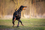 Doberman Pinscher