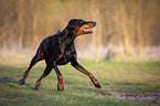 running Doberman Pinscher