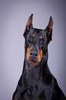 Doberman Pinscher Portrait