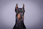Doberman Pinscher Portrait