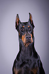 Doberman Pinscher Portrait