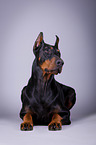 lying Doberman Pinscher