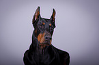 Doberman Pinscher Portrait