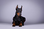 lying Doberman Pinscher