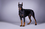 standing Doberman Pinscher